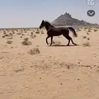 حصان في دخنه الرويضتين بين دخنه والشبيكيه العمر 8 على السوم