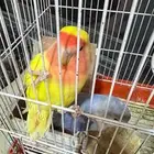 روز اصفر عيون حمر و بنفسجي دايم يبيض واناث