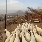 طليان ورخال