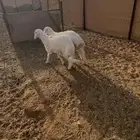 الخرج