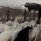 بهم حري