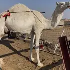 خفوت مبيوع ولدها اليوم