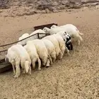 خرفان كفوا ونضيفه