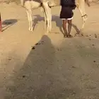 خلفه اركه