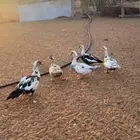يوجد لدينا بط العداد 5اربع اناثي واحد ذكر الموقع الحفير
