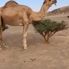 للبيع بعير تمامي