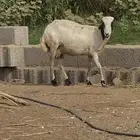 نعجة دار السن توها طلعت رباع