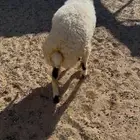 خروف. جذع. نعيم. العمر 8 اشهر. فل شحم. البيع 1550 ريال