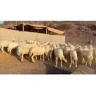 للبيع ضان حريات مراح واحد العدد45 تحتها 6 الباقي دفيع