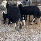 نجد جذعه وثنيه مواليد