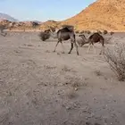 للبيع ابل خلفه وثنتين لقحات