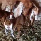 عنز تحتها ثلاثه