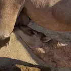 قعود ساحلي مقفل شحم للبيع