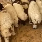 نعيم ضحيا