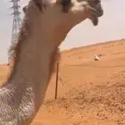 البكرا الكفو شقحه