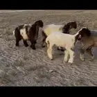 رخال نعيم صنف