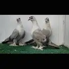 زوج لبناني مسكي