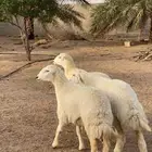 رخال حريات تم اللبيع