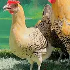 دجاج ( فيومي هرداوي   عربي شوكي)