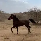 حصان للبيع