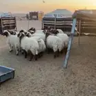 العدد 15 جذعان بلدي