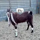 للبيع حلال كامل 22 راس هولنديه تيس معزا جفره هولندي فحل