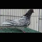 ذكر فرش المند