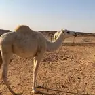 بكره حقه