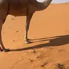 قعود جده الحاكم