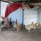 دجاج بلدي