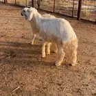 خرفان نجد