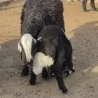 رخل نجدية لبانيه