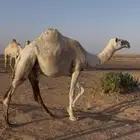 بكرة لقيه رمانية طيبه للبيع