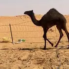للبيع قعود سمين فل تحت امه