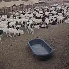 غنم بربري