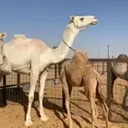 نياق كفو