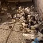 صيصان نضيفه شرط البيع مستعجل مستعجل مستعجل