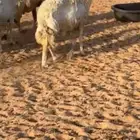 غنم حريه للبييع