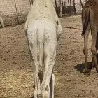 الجمش