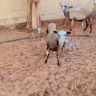 وعل