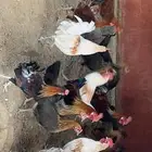 دجاج