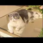 قطوه عمرها أربع سنوات للتبني