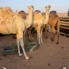 قعدان العدد 7