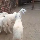 خرفان حريات