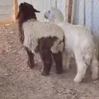 خروف نجدي. ورخله. نعيم. العمر 5 اشهر. البيع 2400ريال