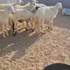 خرفان للبيع