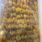 طيور دخل