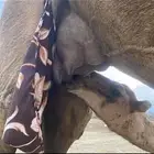 عرض وبيع ابل سواحل وفيها عوادي فيها 7 خلفات
