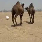 نياق صفر كفو