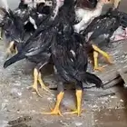 فروح دجاج. هندي عدد 16